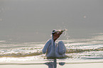 swimming Dalmatian Pelican