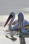 swimming Dalmatian Pelicans