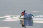 swimming Dalmatian Pelican