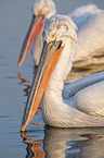 swimming Dalmatian Pelicans