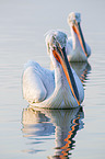 swimming Dalmatian Pelicans