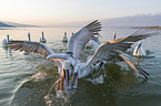 swimming Dalmatian Pelicans