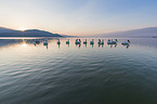 swimming Dalmatian Pelicans
