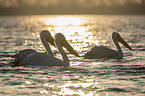 swimming Dalmatian Pelicans