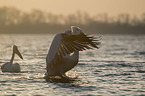 Dalmatian Pelicans