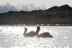 swimming Dalmatian Pelicans