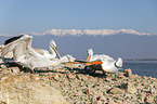 Dalmatian Pelicans