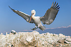 flying Dalmatian Pelican