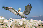 standing Dalmatian Pelican