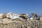Dalmatian Pelicans