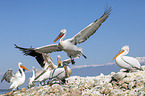 Dalmatian Pelicans