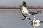 Dalmatian Pelicans