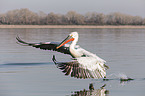 flying Dalmatian Pelican