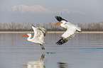 flying Dalmatian Pelicans