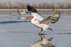 flying Dalmatian Pelicans