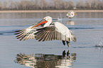 flying Dalmatian Pelicans