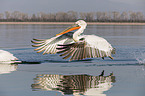 Dalmatian Pelicans