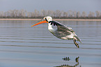flying Dalmatian Pelican
