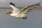 flying Dalmatian Pelican