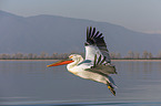 flying Dalmatian Pelican