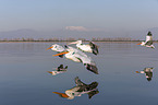 flying Dalmatian Pelicans