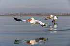 flying Dalmatian Pelicans