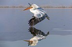 flying Dalmatian Pelican