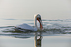 swimming Dalmatian Pelican