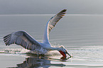 swimming Dalmatian Pelican