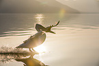 flying Dalmatian Pelican