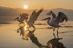 flying Dalmatian Pelicans