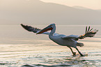 flying Dalmatian Pelican