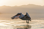 flying Dalmatian Pelican
