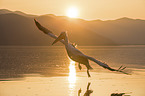 flying Dalmatian Pelican
