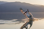 flying Dalmatian Pelican