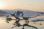 flying Dalmatian Pelicans