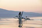 Dalmatian Pelicans