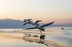 flying Dalmatian Pelicans