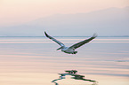 flying Dalmatian Pelican
