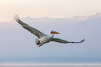 flying Dalmatian Pelican