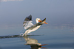 flying Dalmatian Pelican