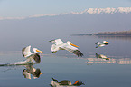 flying Dalmatian Pelicans