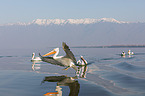 Dalmatian Pelicans