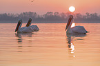 swimming Dalmatian Pelicans
