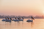 swimming Dalmatian Pelicans