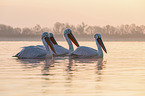 swimming Dalmatian Pelicans