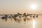 Dalmatian Pelicans