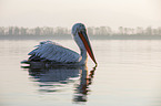 swimming Dalmatian Pelican