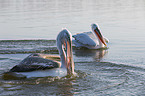 swimming Dalmatian Pelicans