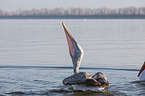 swimming Dalmatian Pelicans